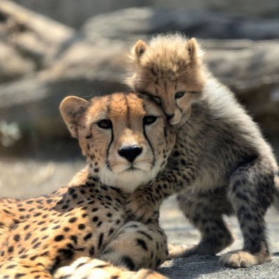 ドラクエタクトのARIAの裏のボス！笑タクター「バウチー」アイコン